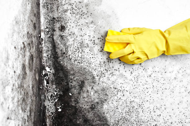 Best Asbestos and Lead Testing During Mold Inspection  in Newark, OH