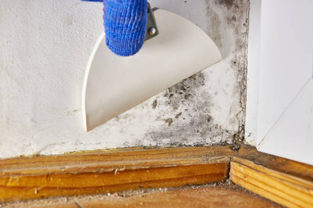 Best Mold Documentation for Insurance Claims  in Newark, OH