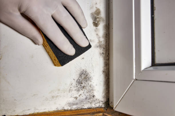 Best Comprehensive Air Testing for Mold Contaminants  in Newark, OH